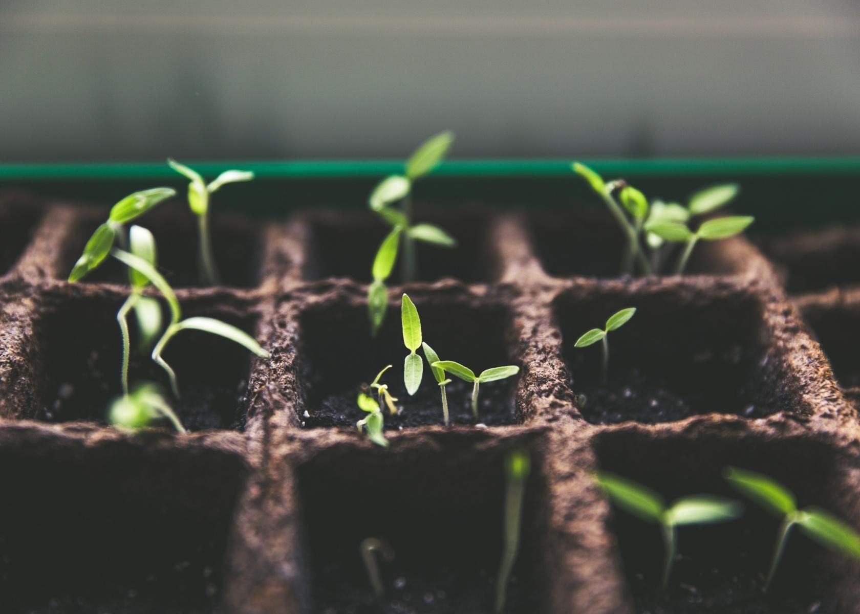 Best Soil Based Probiotics