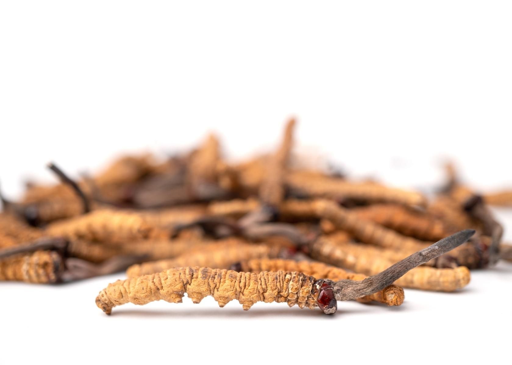 wild cordyceps sinensis