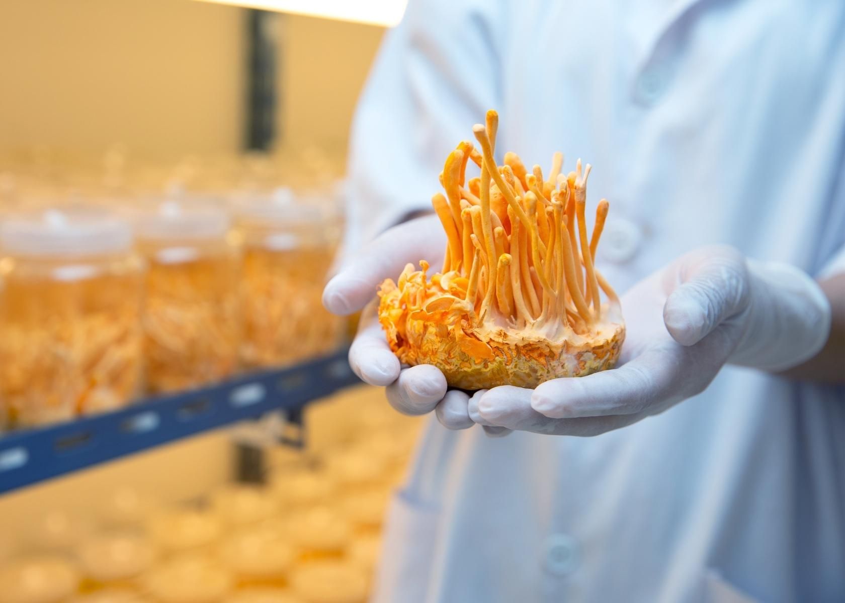 lab grown cordyceps