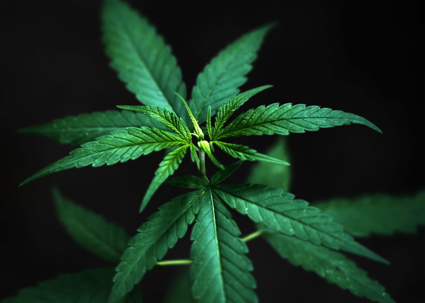 Cannabis Sativa Plant