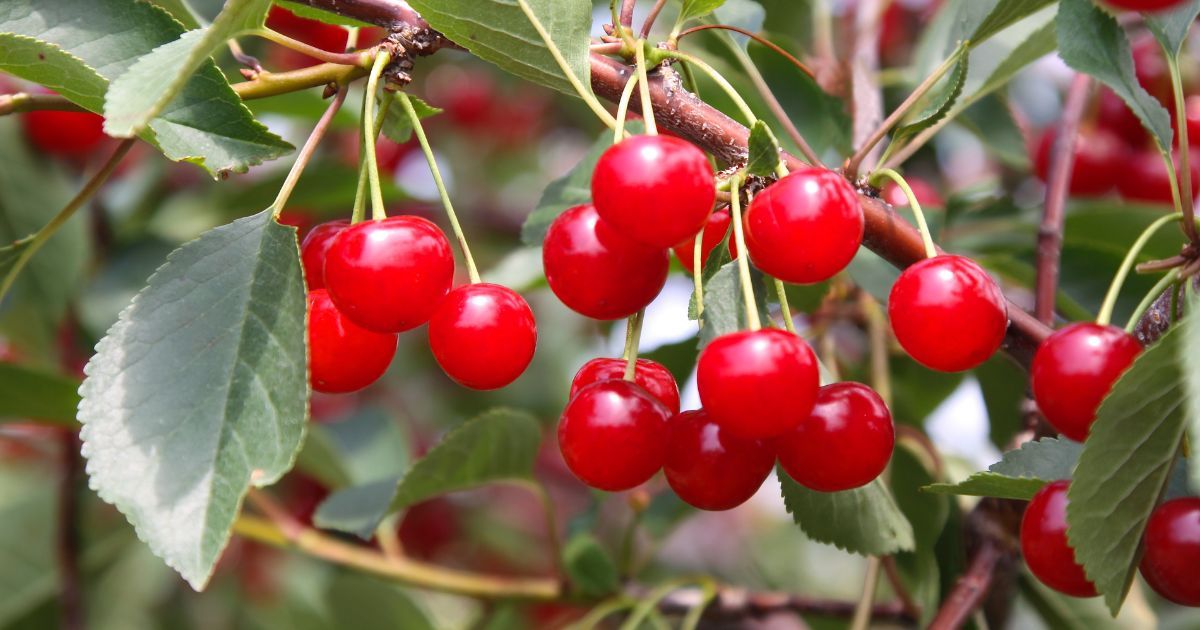 Best Tart Cherry Juice