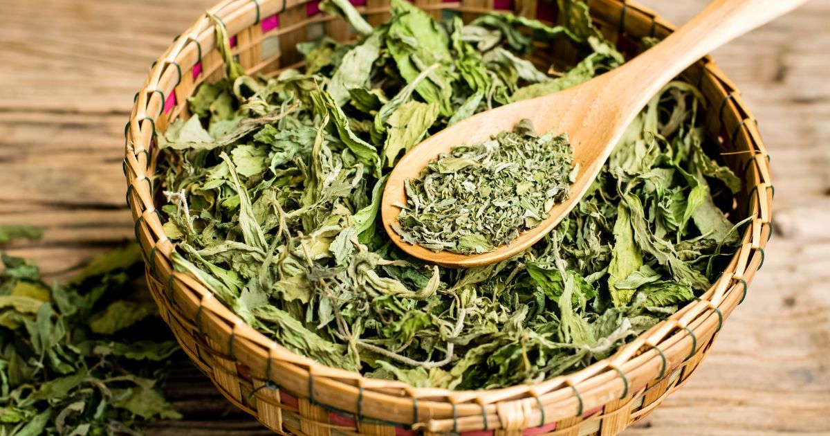 Dried Stevia leaves