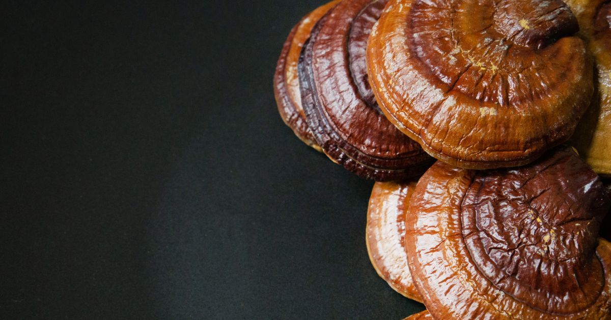 fresh reishi mushrooms