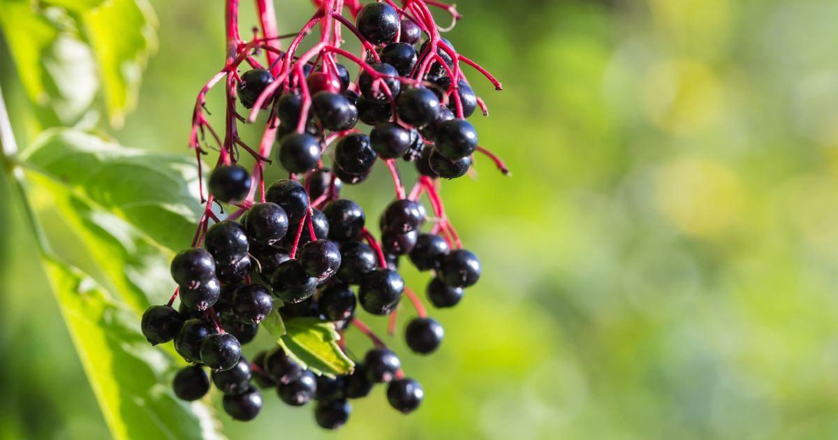 close up of elderberries
