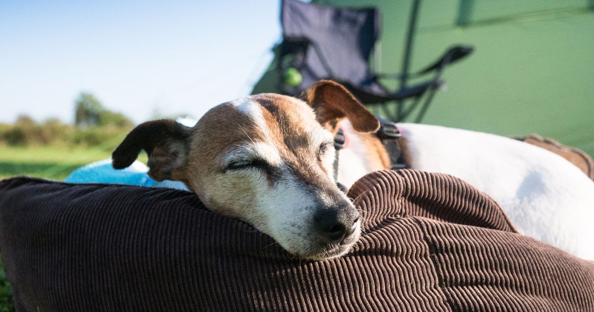 How to camp with a dog