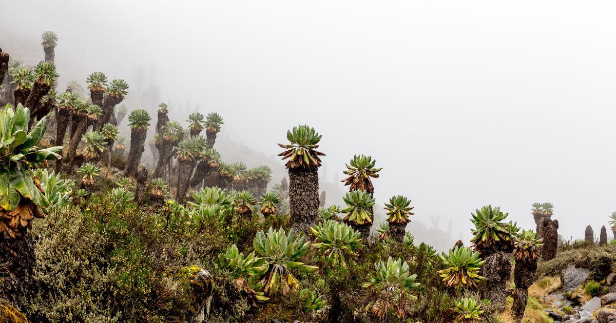 Photography Tips for Hiking Kilimanjaro