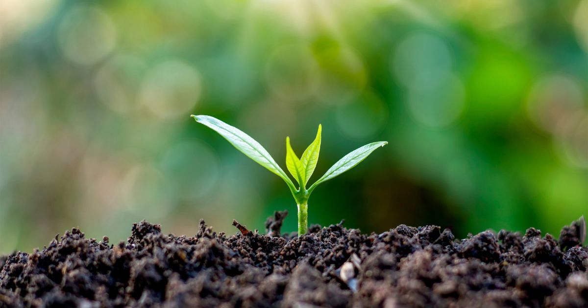 close up of plant sprouting out of soil
