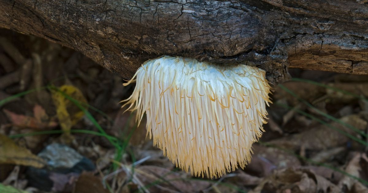 Lion's Mane growing on a log