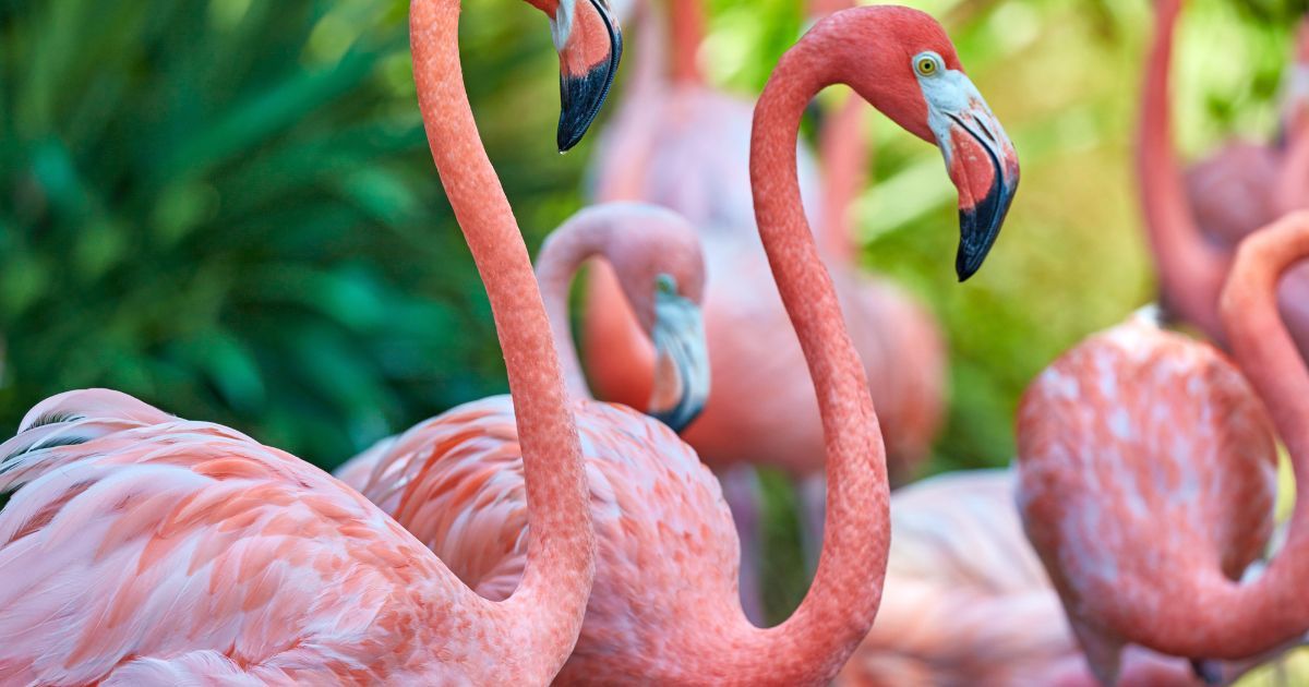 flamingos