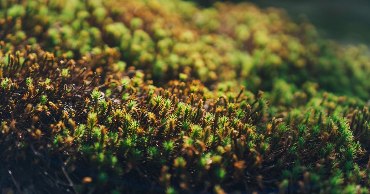 algae