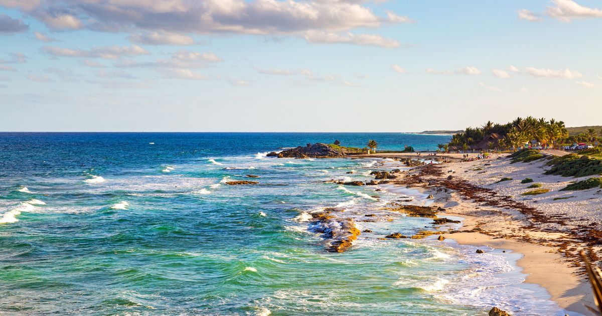 Carribbean beach with washed up sea moss