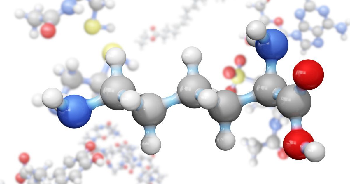 Amino Acids and Muscle Protein Synthesis