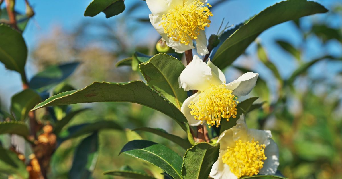 Camellia Sinensis Plant