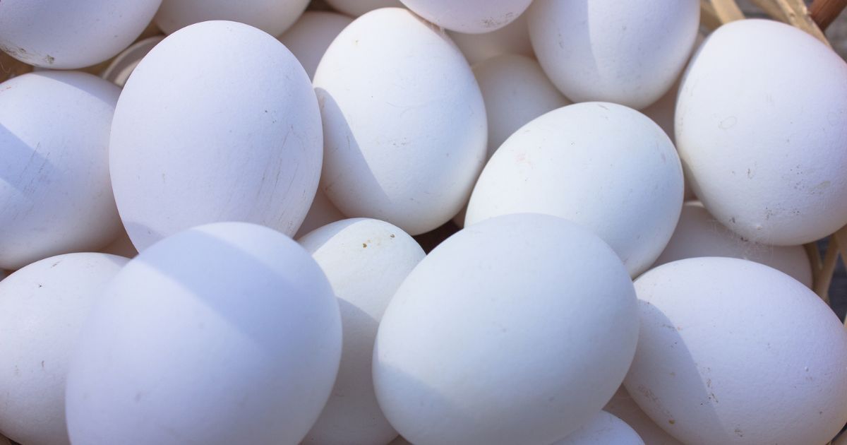 Egg White Protein Powder