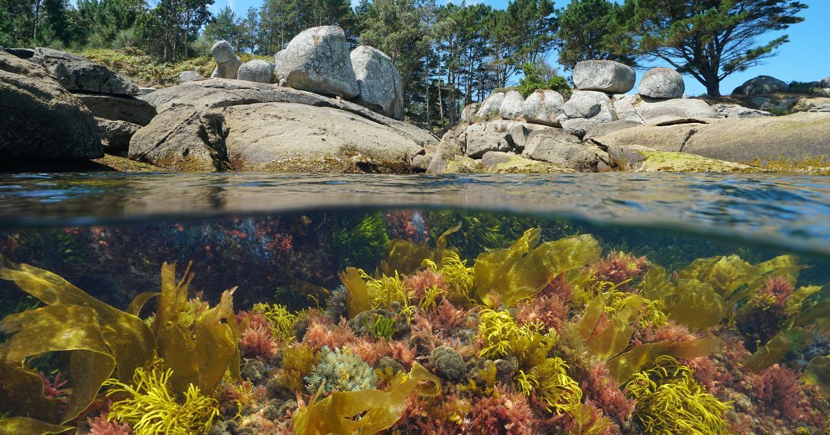 Under water view of agae off the rocky Atlantic coast