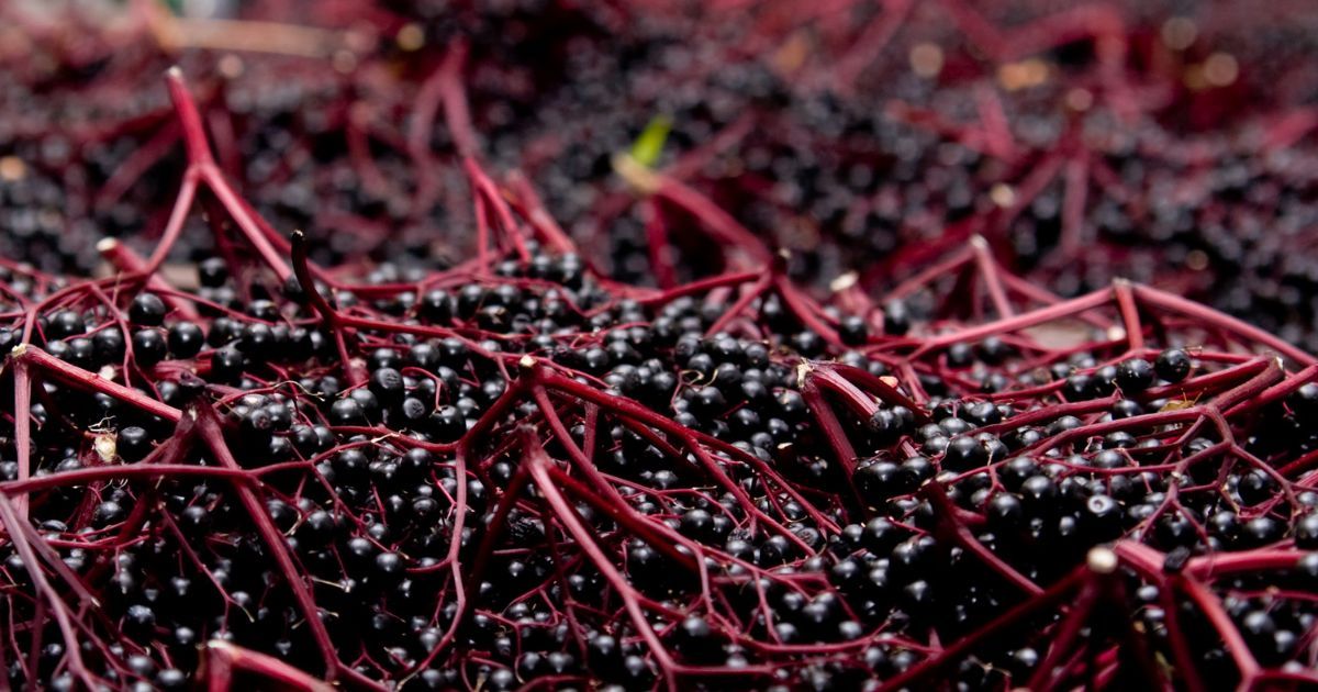 big stack of elderberries