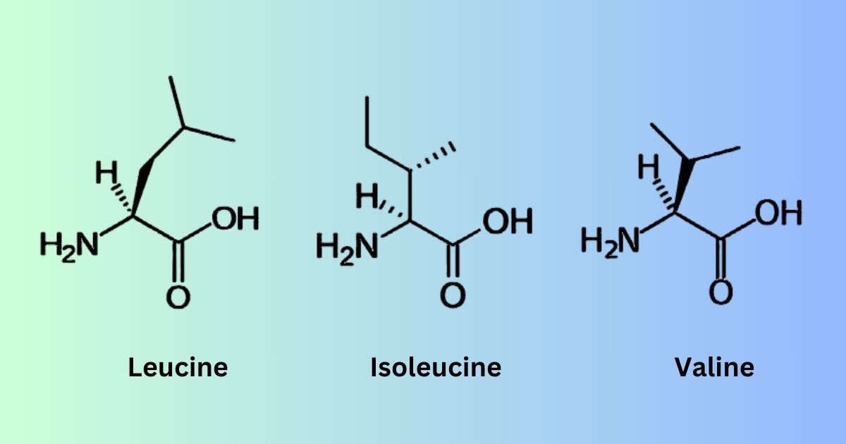 drawing of BCAA molecules