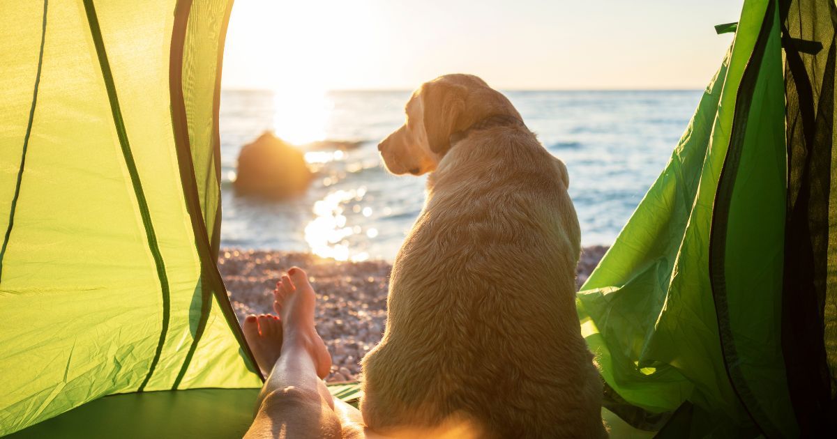 dog inside of tent looking out