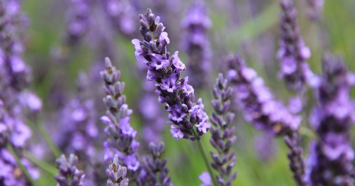 lavender plant