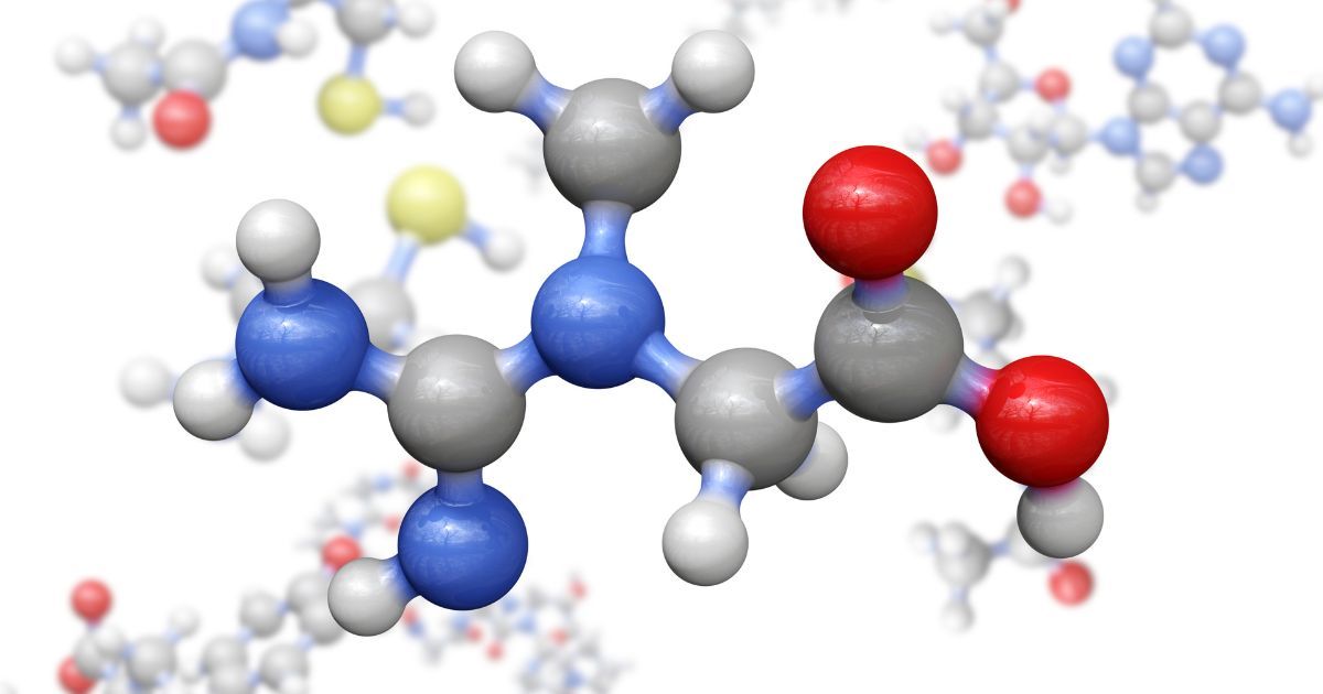 ball and stick model of creatine molecule
