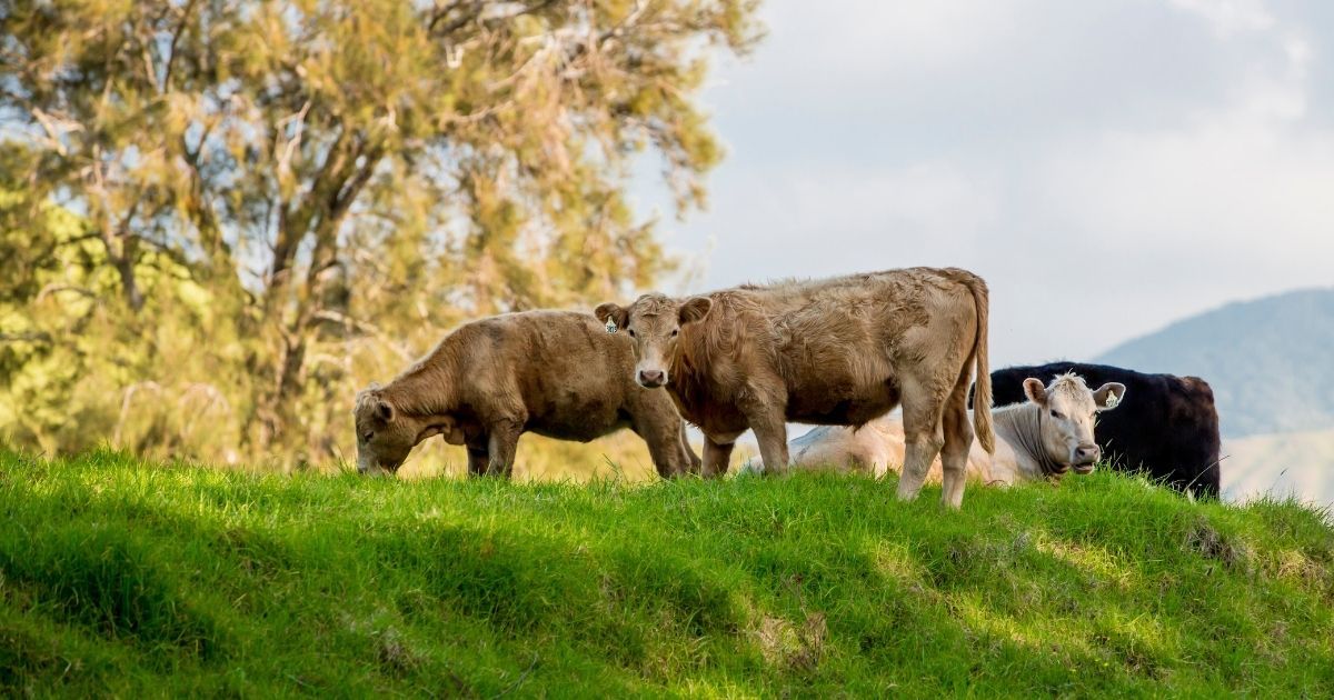 cattle in green pasture