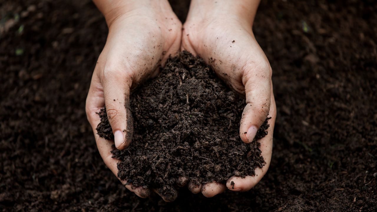 What Are Soil Based Probiotics