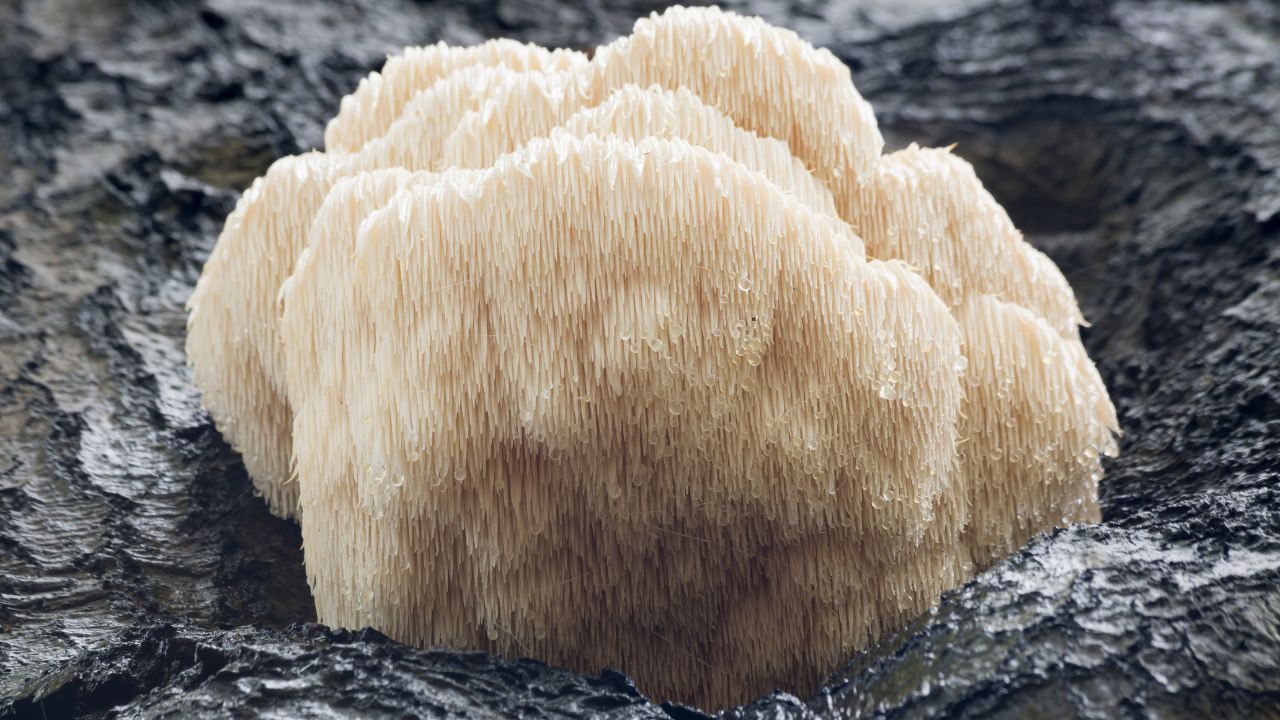 What Are The Benefits Of Lion's Mane
